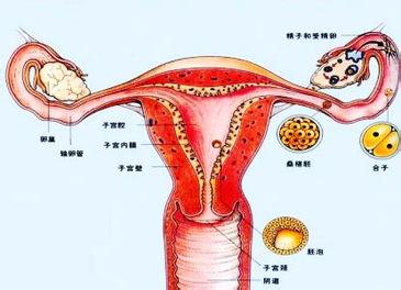 女性不排卵是哪些原因引起的?